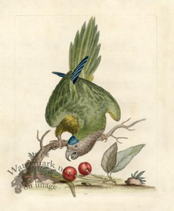 Edwards Parrot 10.jpg